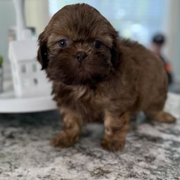 Rusty - Red male Shih Tzu puppy in Fredericksburg, Virginia from Pumpkin Patch Pups