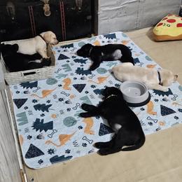 Labrador Retriever Puppies from Majestic Forrest Labradors