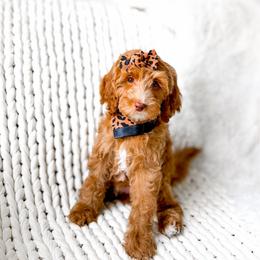 Solara - Red  female Goldendoodle puppy in Springville, Utah from Happy Doodle