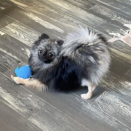 Leo - Pomeranian