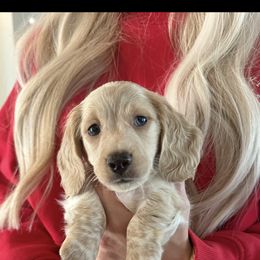 Dachshund Puppies from Boujee Dachshunds
