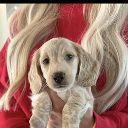Dachshund Puppies from Boujee Dachshunds