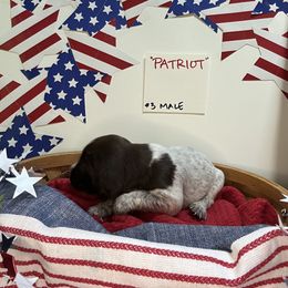 Patriot - Liver roan male German Shorthaired Pointer puppy in Mineral, Virginia from Blue Kai Kennels