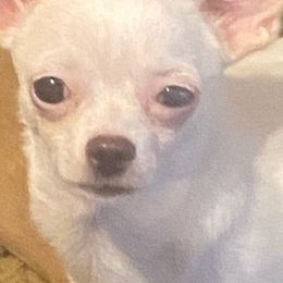 Chihuahuas from Chihuahua momma