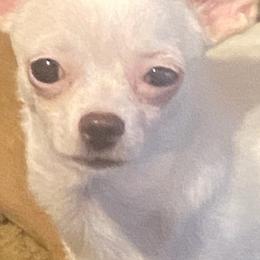 Chihuahuas from Chihuahua momma