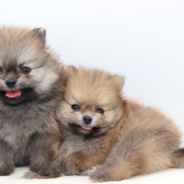 Pomeranian Puppies from Truly Pomeranian