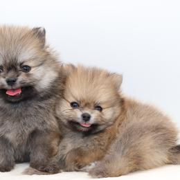 Pomeranian Puppies from Truly Pomeranian