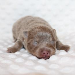 Toffee - Lavender female Pomeranian puppy in San Marcos, Texas from Hill Country Poms