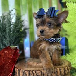 Luca - Liver male Yorkshire Terrier puppy in Howe, Oklahoma from Ray Holder