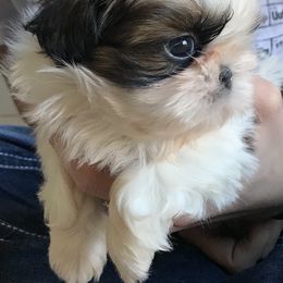 Shih Tzu Puppies from Willow Lane Shih Tzus