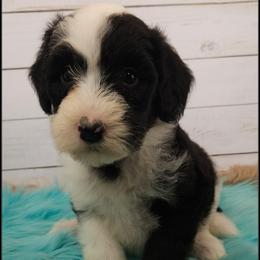 Requin - Black and white female Sheepadoodle puppy in Farley, Iowa from Iowa's Doodle Co.