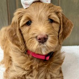 Penny - Red  female Goldendoodle puppy in Gilbert, Arizona from Gilbert Az Doodles