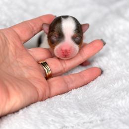 Boy 4 - Tan and white male Yorkshire Terrier puppy in Jacksonville, Florida from Yorktown Yorkies