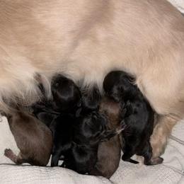 AKC Ch Sired Shaded Cream Female - Cream female Dachshund puppy in Medina, Ohio from STORIED DOXIES
