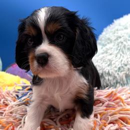 Holly - Tri-color female Cavalier King Charles Spaniel puppy in Hallsville, Texas from Christy’s Cavalier King Charles Spaniels