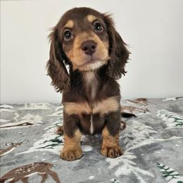 Chocolate and tan female - Chocolate and tan female Dachshund puppy in Belle Rive, Illinois from Akin's Miniature Dachshunds, LLC