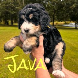 Java - Tri-color female Bernedoodle puppy in St. James, Missouri from Backwoods Bernedoodles