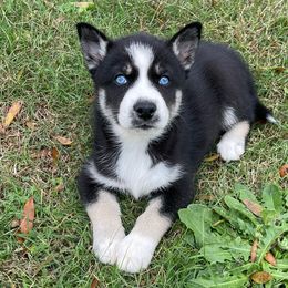 Dacogetic Sinna - Siberian Husky puppy in Chester, Virginia from Dacogetic