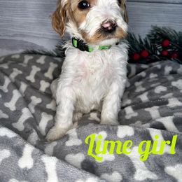 Girl 4 - Parti Goldendoodle puppy in Modesto, California from Two Doods Doodles