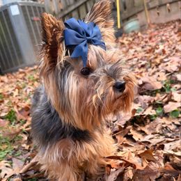 Lily - Yorkshire Terrier