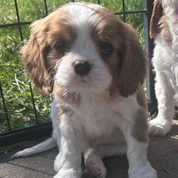 Baq - Blenheim male Cavalier King Charles Spaniel puppy in Union County, Michigan from Mtn to Sea