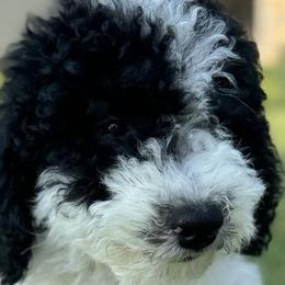 Cockapoos, Double Doodles, Goldendoodles, Poodles, Sheepadoodles, and Shihpoos from Peace, Love, and Puppies at the Creek