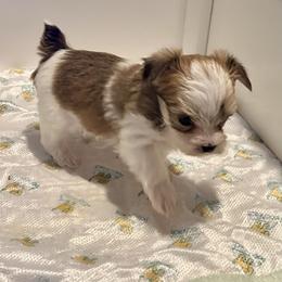 Boy 2 - White and tan male Morkie puppy in Ocala, Florida from Hummingbird Fields