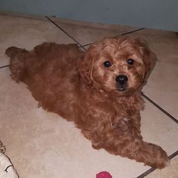 Goldendoodle Puppies from Megan O'Neill