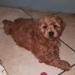Goldendoodle Puppies from Megan O'Neill
