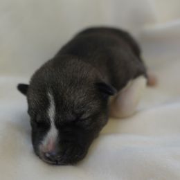 Atlas - Agouti and white Siberian Husky puppy in Wiscasset, Maine from Running with Huskies