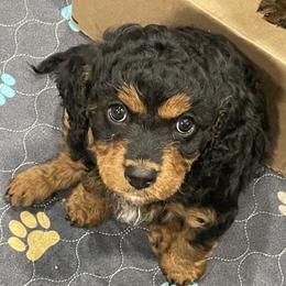 Miss Purple - Black and tan female Cavapoo puppy in Lehi, Utah from Clover Patch Cavapoos