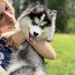 Sitka - Pomsky