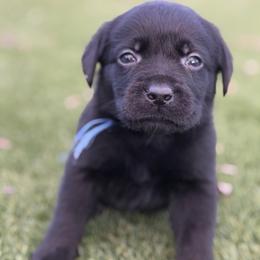 Blue - Black male Labrador Retriever puppy in Paulden, Arizona from Carefree Samoyeds & Deserthills Labradors