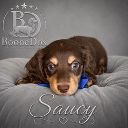 Saucy - Chocolate and cream male Dachshund puppy in Lexington, Oklahoma from BooneDox Miniature Dachshunds