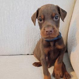 Boy 4 - Red and rust male Doberman Pinscher puppy in New Haven, Indiana from Mjolnir Dobermans