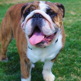 TJ - English Bulldog