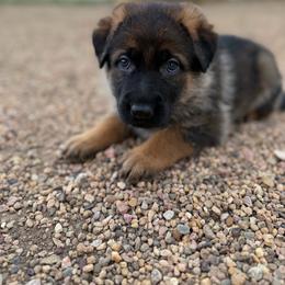 German Shepherd puppies from Smithcoshepherds