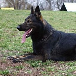 Moody  - German Shepherd