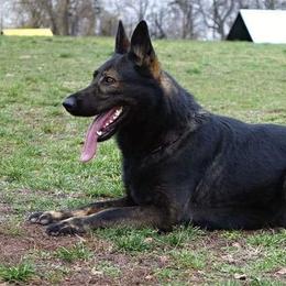 Moody  - German Shepherd