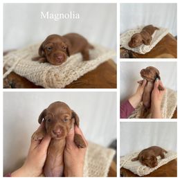 Dachshund Puppies from Woodland Doxies