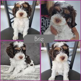 Brie - Brown and white female Cockapoo puppy in Zanesville, Ohio from Southtown Doodles LLC
