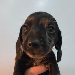 Solid dapple - Dapple male Dachshund puppy in West Plains, Missouri from Spring Creek Dachshunds