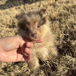 Ikaikoa - Cream male Companion Cross puppy in Willow Spring, North Carolina from GTBBF Pomeranians