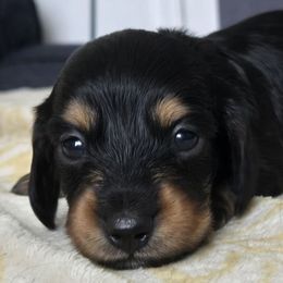 Mystique - Black and cream female Dachshund puppy in De Land, Florida from Double Aces Doxies