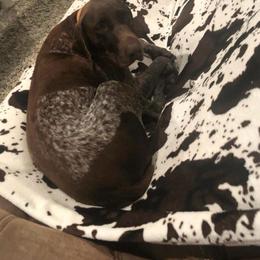 Harper - Liver roan female German Shorthaired Pointer puppy in Huntington, Texas from B&B GSP’S