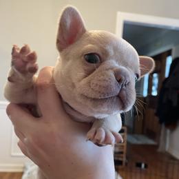 French Bulldogs from Whitehouse Frenchies
