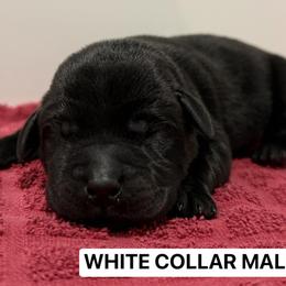 White Collar Male - Black male Labrador Retriever puppy in Tacoma, Washington from Triple H Farm