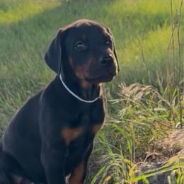 Zane - Black and rust male Doberman Pinscher puppy in Peru, Indiana from De luxe dobermans