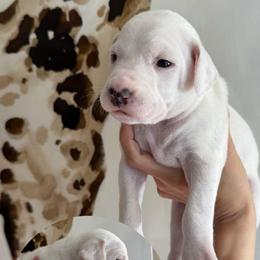 Male 2 - White and lemon male Dalmatian puppy in Louisa, Virginia from Dalmatian Creation LLC