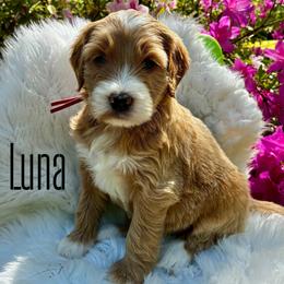 Luna - Red  female Goldendoodle puppy in Travelers Rest, South Carolina from Bailey Mountain Doodles